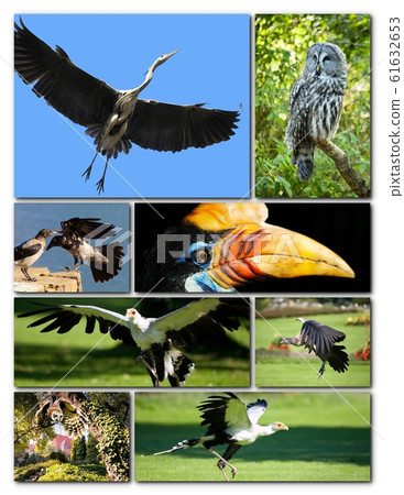 Beautiful collage of different birds Beautiful collage of different birds 61632653