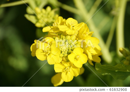 Rape blossoms Rape blossoms 61632908