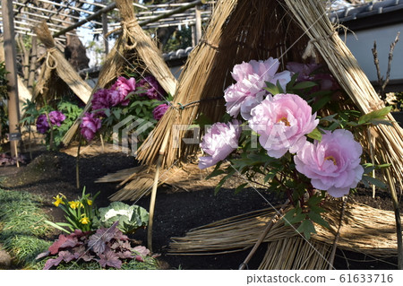 Ueno Peony Garden Pink Ueno Peony Garden Pink 61633716