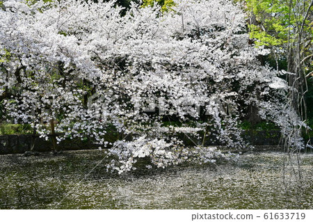 櫻花落 61633719