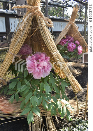 上野牡丹花園粉紅色 61633728