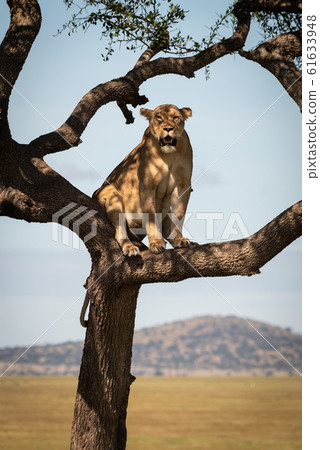 Lioness sits in tree looking towards camera 61633948
