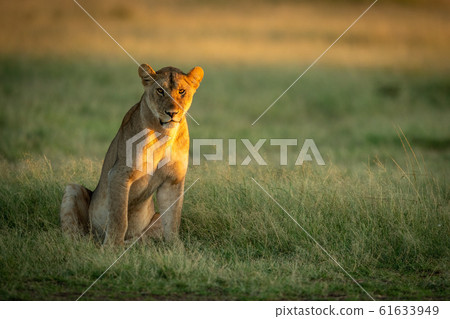 Lioness sits in tall grass watching camera Lioness sits in tall grass watching camera 61633949