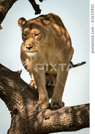 Lioness sits in tree in dappled sunlight Lioness sits in tree in dappled sunlight 61633950