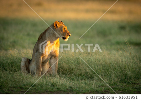 Lioness sits in tall grass staring right Lioness sits in tall grass staring right 61633951