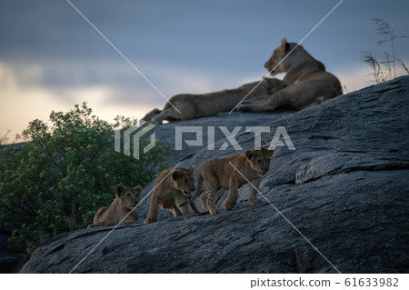 Lioness nurses cub on rock near others 61633982