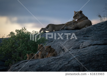 Lioness nurses cub on rock by others Lioness nurses cub on rock by others 61633983
