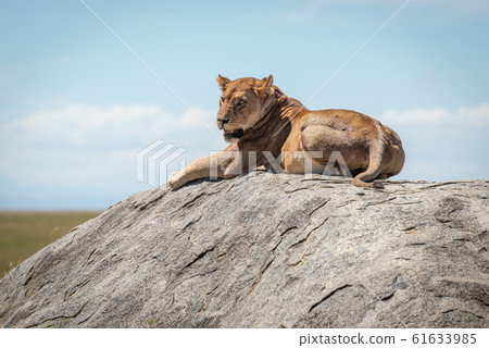 Lioness lying on sunlit rock on savannah 61633985