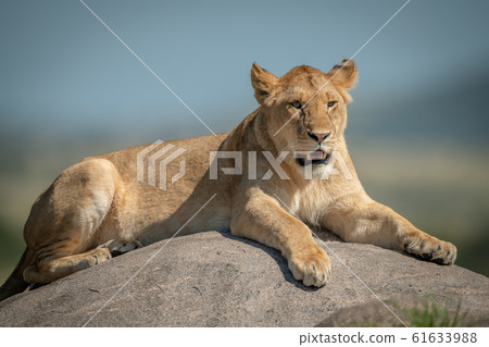 Lioness lying on rock with blurred background 61633988