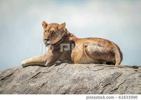 Lioness lying on rock in bright sunshine 61633990