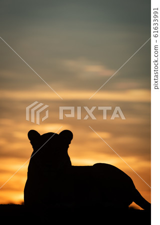 Lioness lying in silhouette against dawn sky Lioness lying in silhouette against dawn sky 61633991