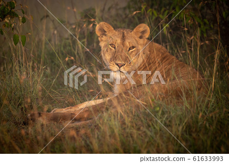 Lioness lying in long grass with catchlights 61633993