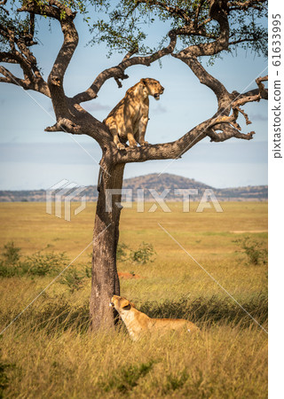 Lioness looks up at another in tree Lioness looks up at another in tree 61633995