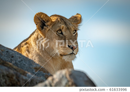 Lioness looks out from top of kopje Lioness looks out from top of kopje 61633996