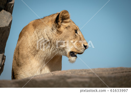 Lioness looks left among rocks on horizon Lioness looks left among rocks on horizon 61633997