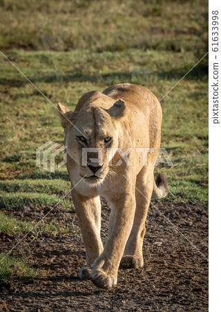 Lioness lifting paw while walking towards camera 61633998