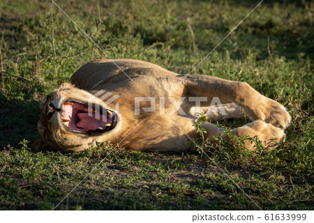 Lioness lies yawning widely on short grass Lioness lies yawning widely on short grass 61633999