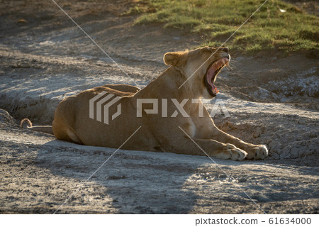 Lioness lies yawning on dry muddy road Lioness lies yawning on dry muddy road 61634000