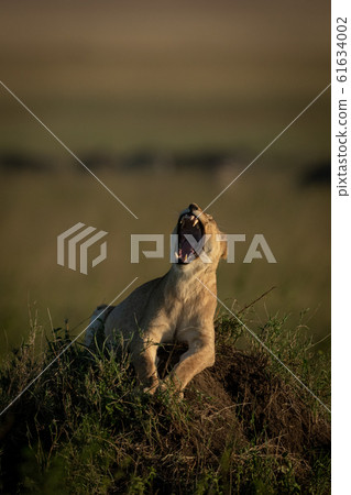 Lioness lies yawning on mound at dusk Lioness lies yawning on mound at dusk 61634002