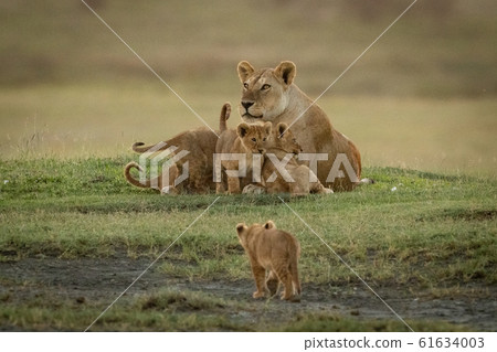 Lioness lies with cubs as another approaches Lioness lies with cubs as another approaches 61634003
