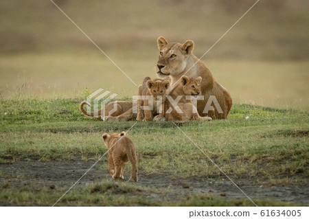 Lioness lies with cubs approached by another Lioness lies with cubs approached by another 61634005