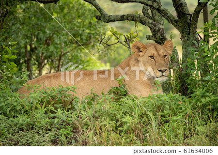 Lioness lies under tree in leafy bushes Lioness lies under tree in leafy bushes 61634006
