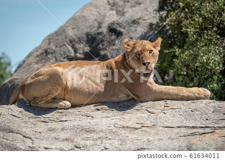 Lioness lies on sunlit rock near bush Lioness lies on sunlit rock near bush 61634011