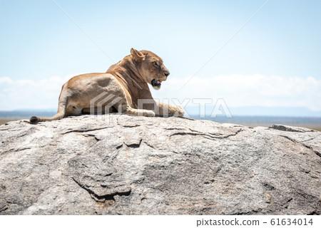 Lioness lies on sunlit rock in savannah Lioness lies on sunlit rock in savannah 61634014