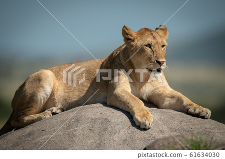 Lioness lies on kopje with blurred background 61634030