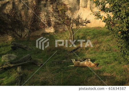 Wallow wallow 61634387