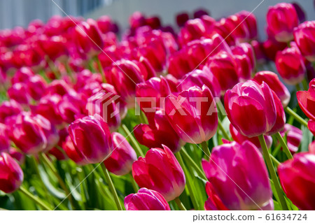 鬱金香粉色 61634724