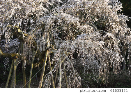[Okazaki City, Aichi Prefecture] Weeping cherry blossoms in Okuyamada 61635151