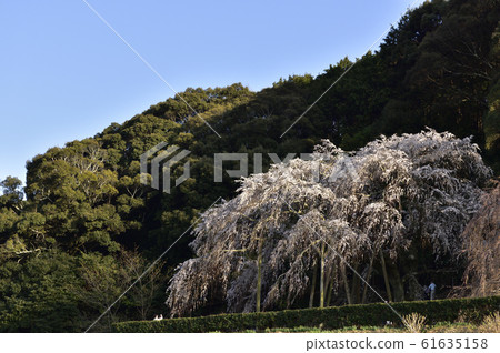 [Okazaki City, Aichi Prefecture] Weeping cherry blossoms in Okuyamada 61635158