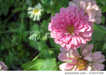 Closeup selected focus multi color beautiful tropical orchid flower as flora in the garden Closeup selected focus multi color beautiful tropical orchid flower as flora in the garden 61635399