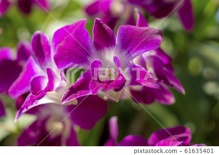 Closeup selected focus multi color beautiful tropical orchid flower as flora in the garden 61635401