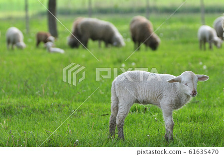 Little Sheep Resting Little Sheep Resting 61635470