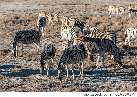 Zebras in Etosha National Park. 61636037