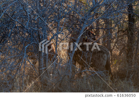 Spotted Hyena with Prey 61636050