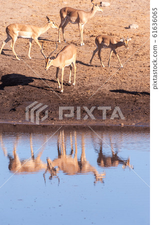 Impalas drinking from a waterhole 61636065