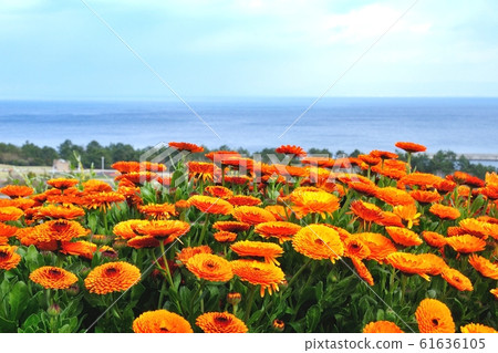 Calendula in full bloom at Akashi Kaikyo National Government Park with a view of the sea Calendula in full bloom at Akashi Kaikyo National Government Park with a view of the sea 61636105
