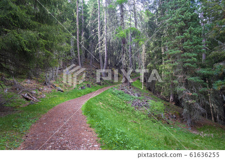 Trail through the forest in the Dolomites. Val 61636255