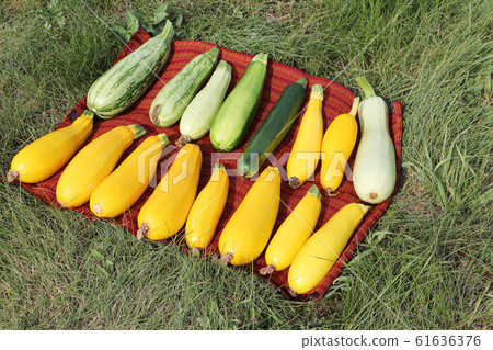 Yellow, green and white marrows on red napkin Yellow, green and white marrows on red napkin 61636376