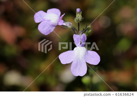 Blue toadflax flowers Blue toadflax flowers 61636624