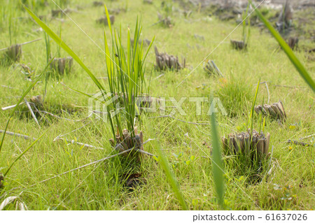 大米餅乾 61637026