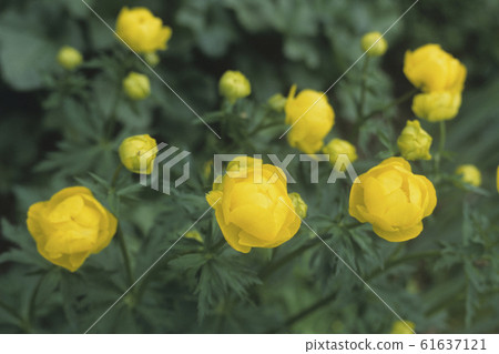 European globeflower (Trollius europaeus) European globeflower (Trollius europaeus) 61637121