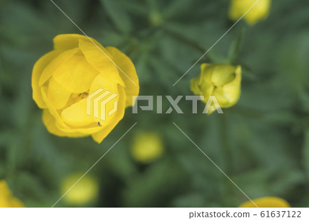 European globeflower (Trollius europaeus) 61637122