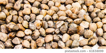 Mussels at the main city market in BArcelona, Spain. Rosselona Mussels at the main city market in BArcelona, Spain. Rosselona 61638099
