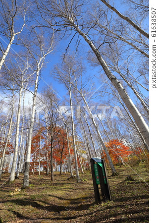 Iwate Kuji Hiraniwa Kogen The best white birch forest in Japan Iwate Kuji Hiraniwa Kogen The best white birch forest in Japan 61638507