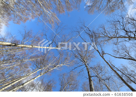 Iwate Kuji Hiraniwa Kogen The best white birch forest in Japan Iwate Kuji Hiraniwa Kogen The best white birch forest in Japan 61638508