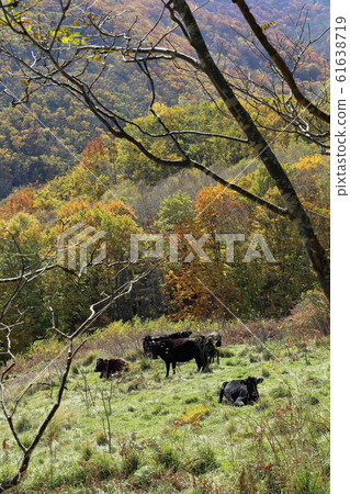 岩手久慈牛肉放牧岩手短角和牛 岩手久慈牛肉放牧岩手短角和牛 61638719